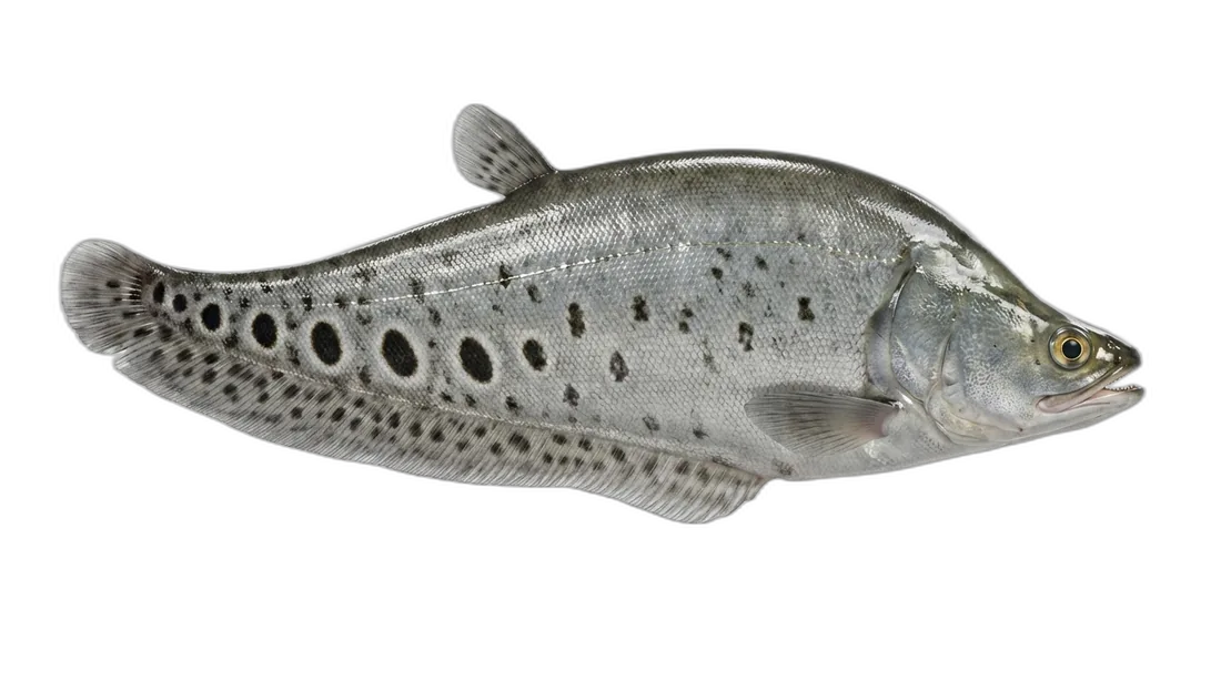 Clown Knifefish
