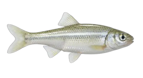 Coastal Shiner