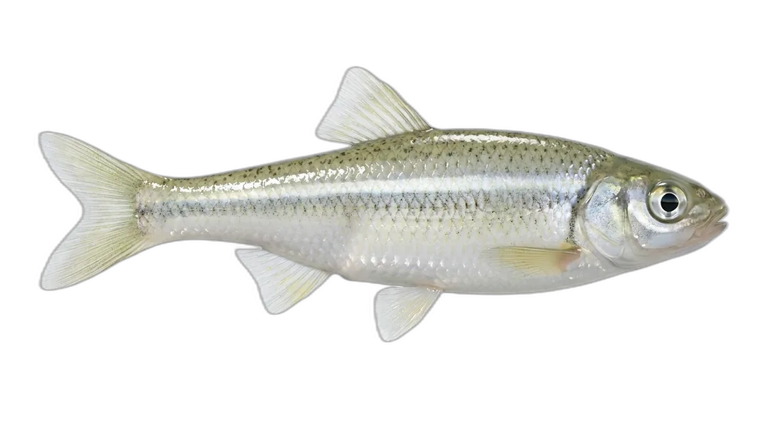 Coastal Shiner