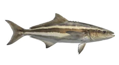 Cobia