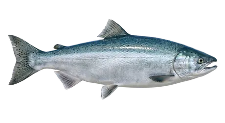Coho Salmon