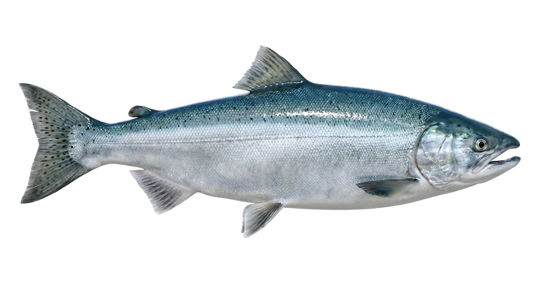 Coho Salmon