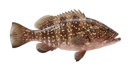 Comb Grouper