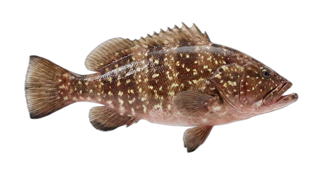 Comb Grouper