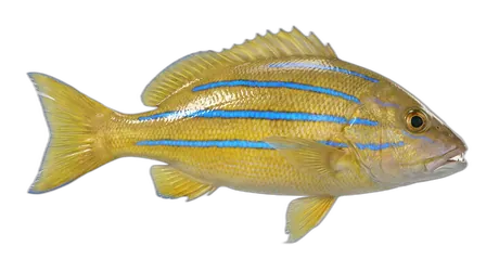 Common Bluestripe Snapper