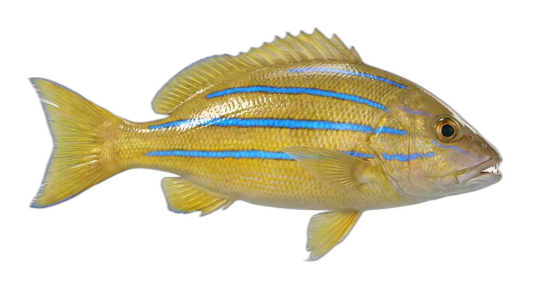 Common Bluestripe Snapper