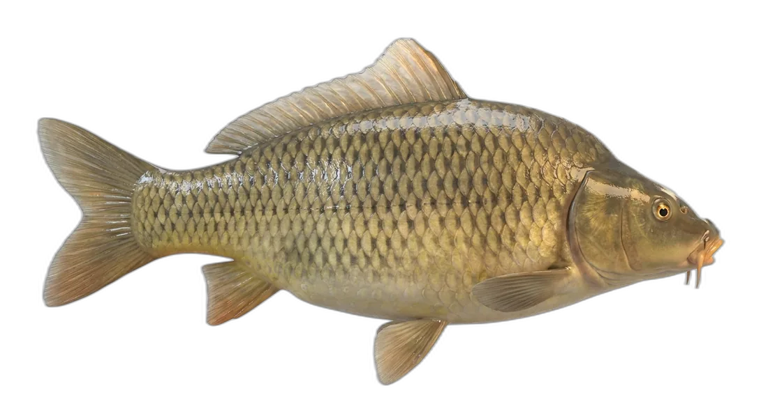 Common Carp