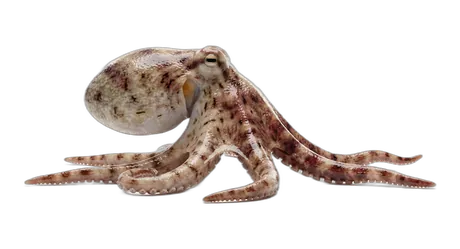 Common Octopus