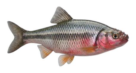 Common Shiner