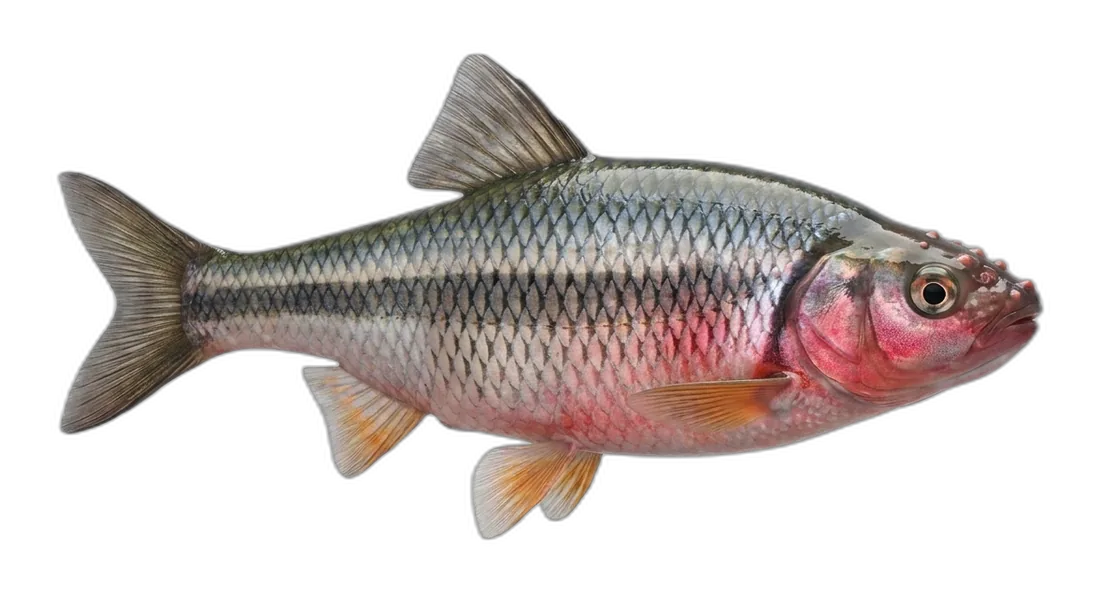 Common Shiner