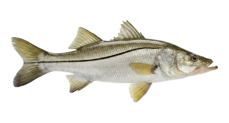Common Snook