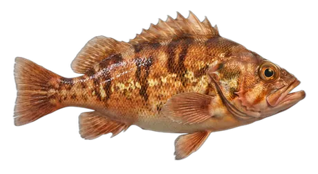 Copper Rockfish