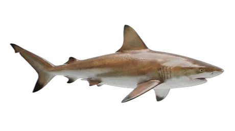 Copper Shark