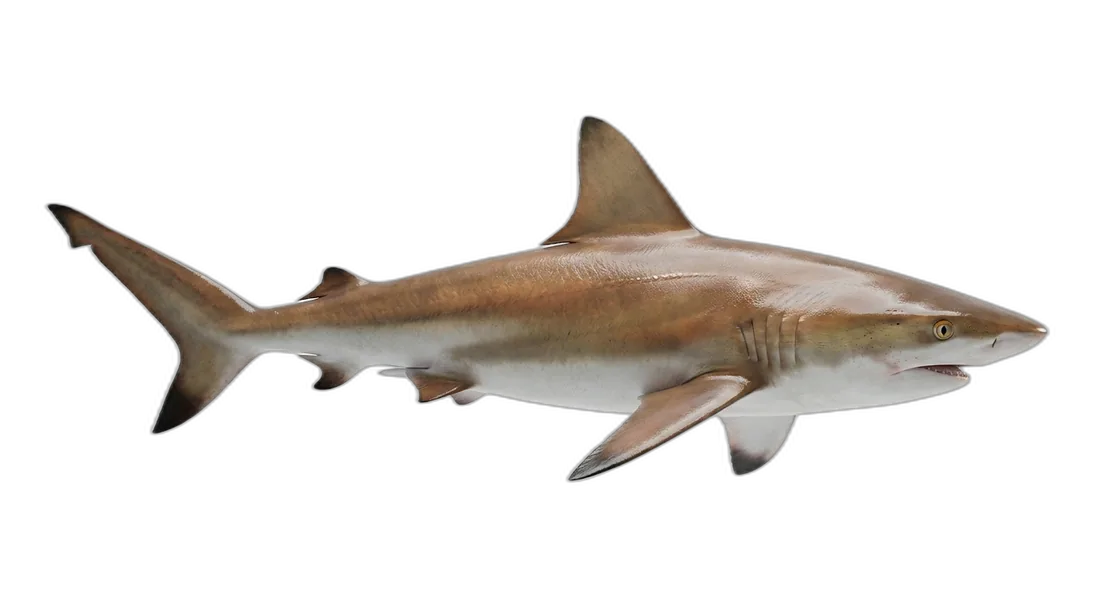 Copper Shark