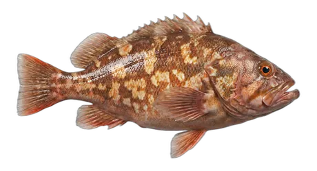 Cowcod