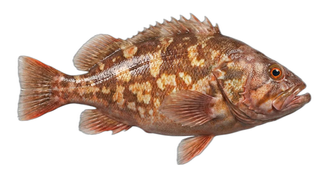 Cowcod