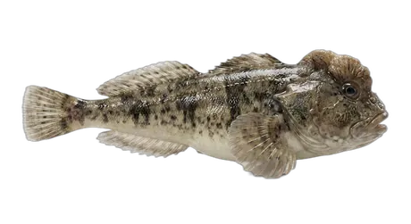 Crested Sculpin