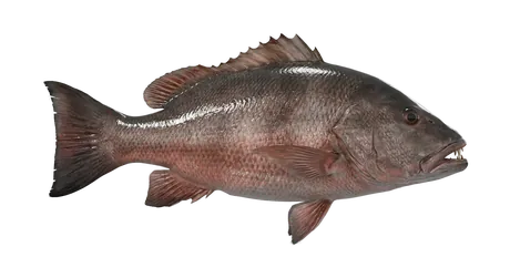 Cubera Snapper