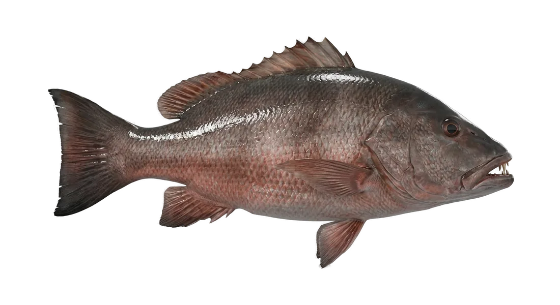 Cubera Snapper