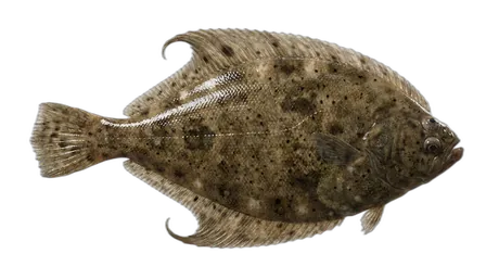 Curlfin Sole