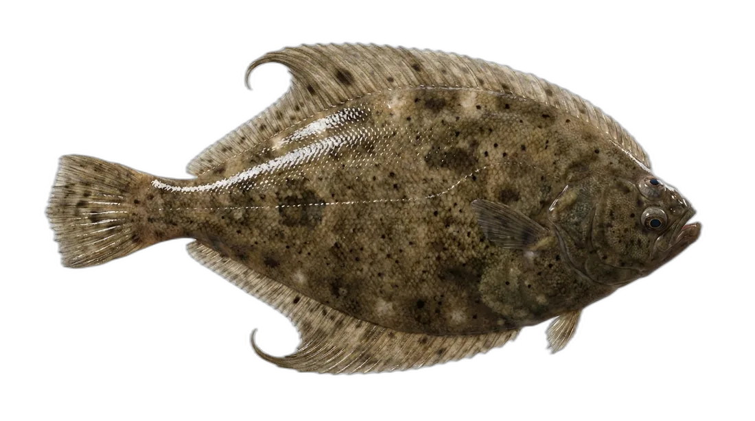 Curlfin Sole