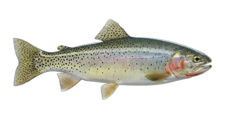 Cutthroat Trout