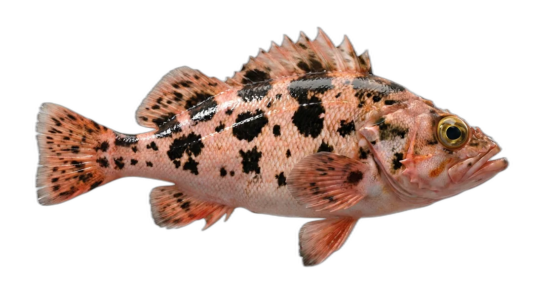 Darkblotched Rockfish