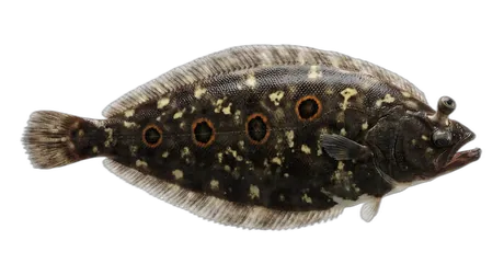 Deep-Sea Sole