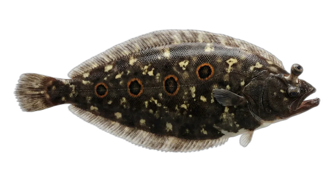 Deep-Sea Sole