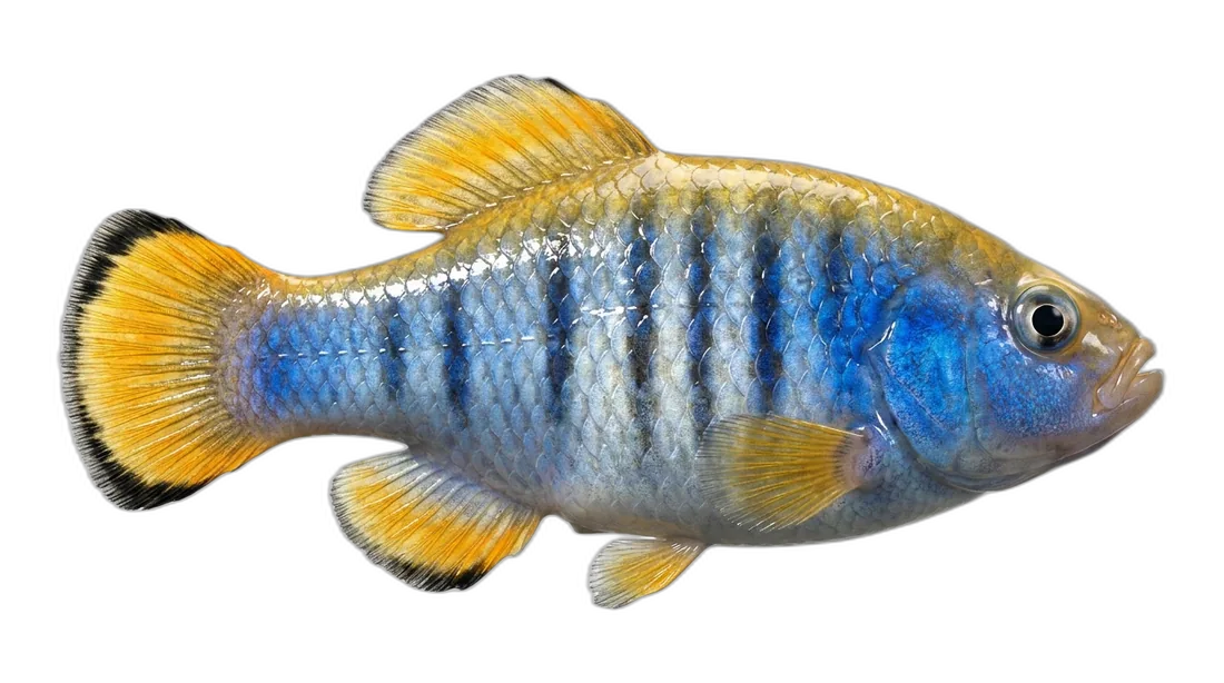 Desert Pupfish