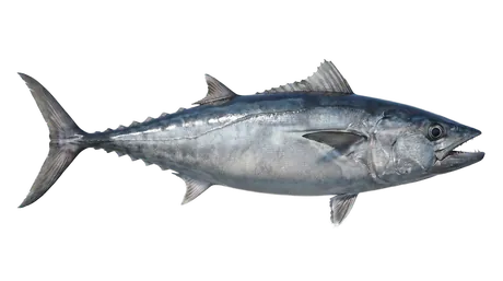 Dogtooth Tuna