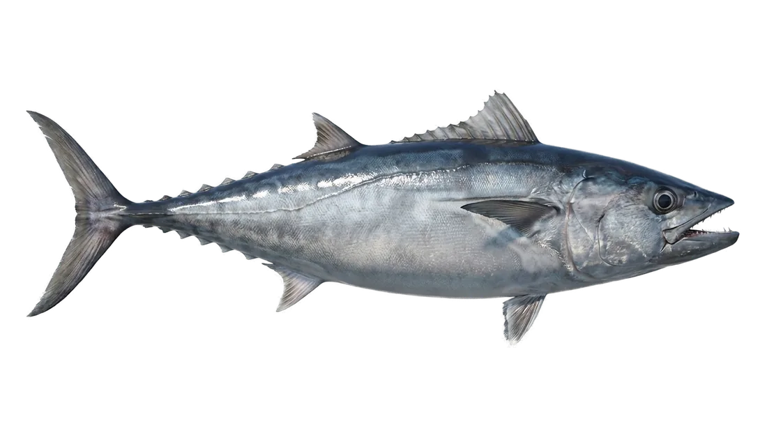 Dogtooth Tuna
