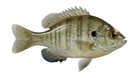 Dollar Sunfish