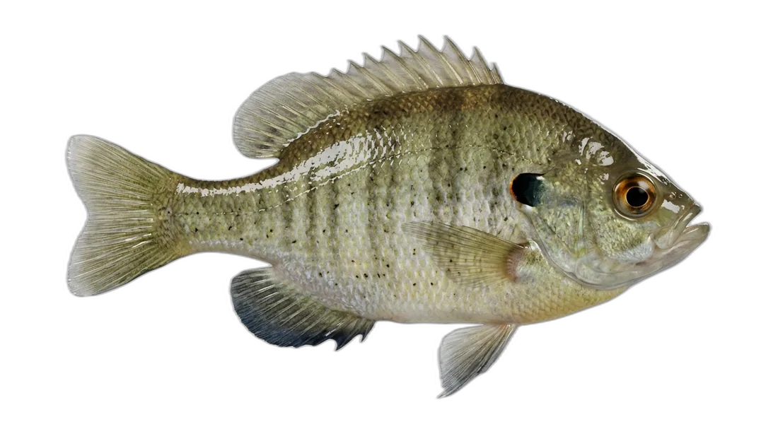 Dollar Sunfish