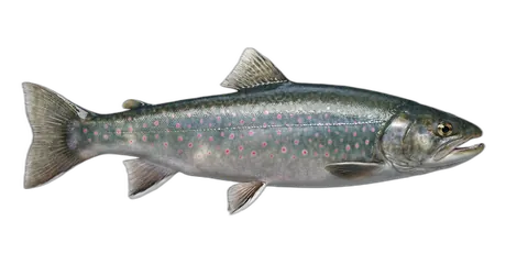 Dolly Varden