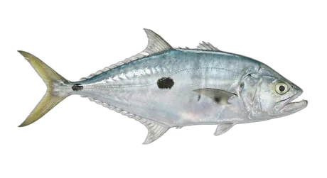 Doublespotted Queenfish