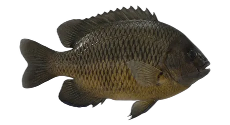 Dusky Damselfish