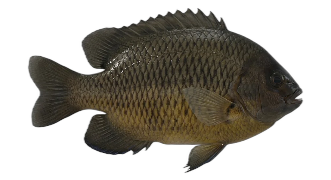 Dusky Damselfish