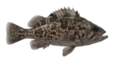 Dusky Rockfish