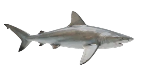 Dusky Shark