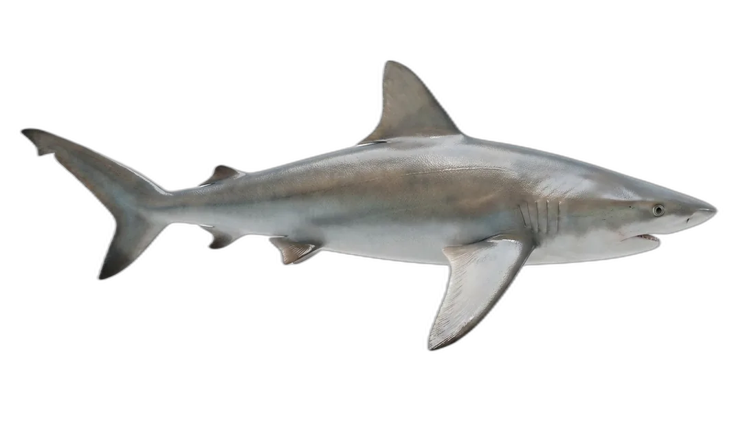 Dusky Shark