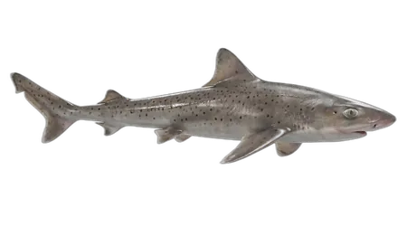 Dusky Smooth-Hound