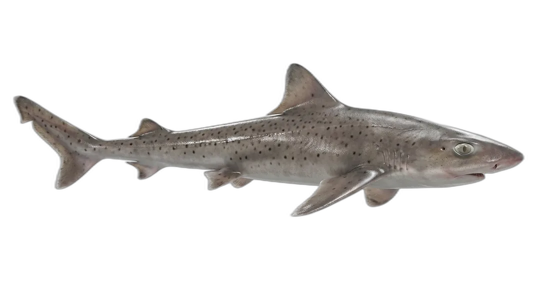 Dusky Smooth-Hound