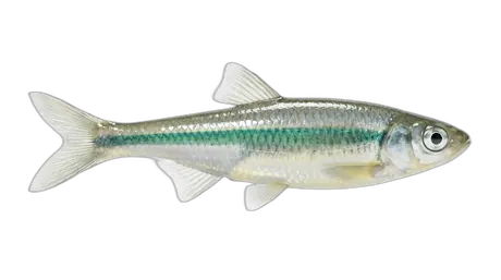 Emerald Shiner