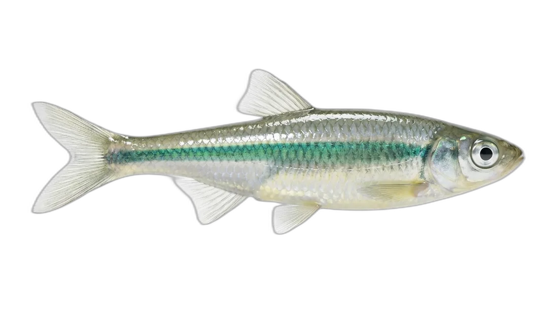 Emerald Shiner
