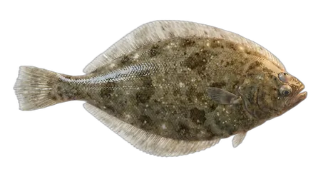 English Sole