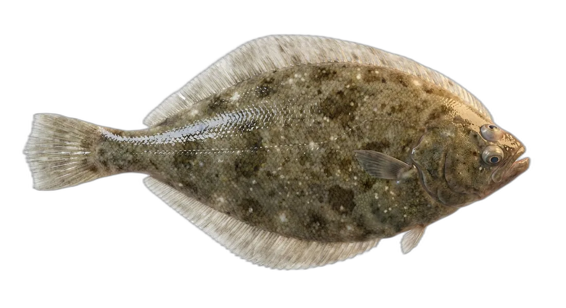 English Sole