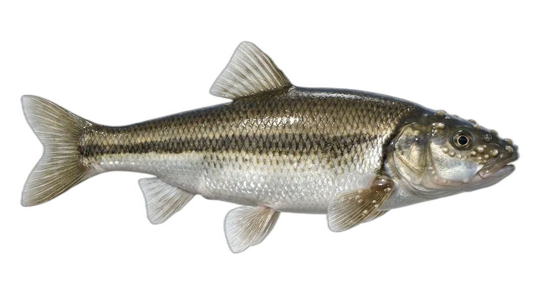 Fallfish