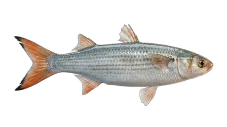 Fantail Mullet
