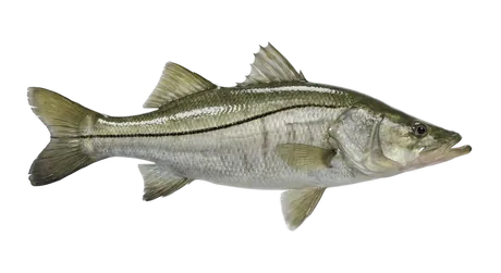 Fat Snook
